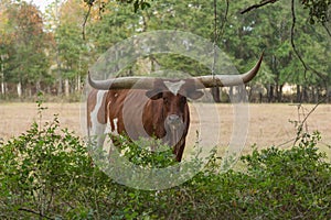 Exotic Long Horned Cow