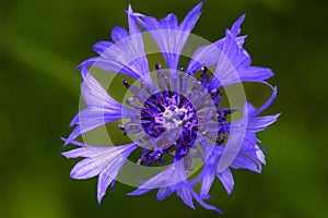 The Exotic Looking Cornflower - Centaurea Cyanus - Growing In Rough Pasture