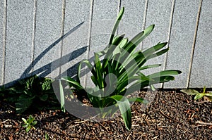 Exotic-looking tubers of tall flowers of prairie origin grow in the flowerbed. cosmic-looking sprouting buds and giant garlic  lea