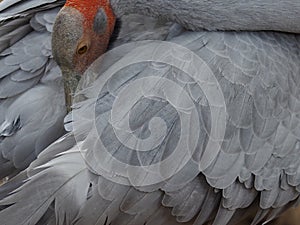 Exotic lovely captivating Brolga.