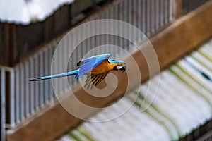 Exotic macaw parrots flying in Caracas Venezuela city center photo
