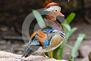 Exotic mandarin duck