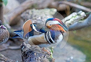 Exotic Mandarin duck preening its feathers