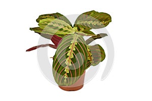 Exotic `Maranta Leuconeura Fascinator` plant in flower pot on white background