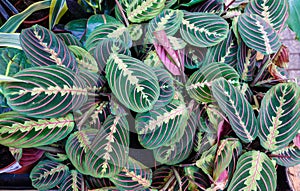 Exotic Maranta Leuconeura Fascinator plant leaves Beautiful color floral background