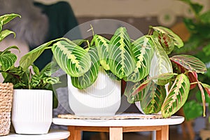 Exotic `Maranta Leuconeura Lemon Lime` houseplant in flower pot on table