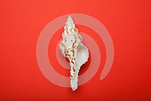 Exotic mollusc shell on a red background