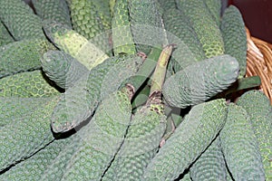 Exotic Monstera deliciosa fruit. Tropical fruits known as fruit salad plant tree