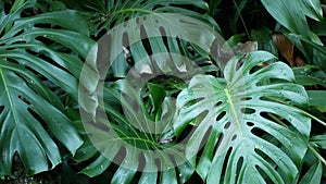 Exotic monstera jungle rainforest tropical atmosphere. Fresh juicy frond leaves, amazon dense overgrown deep forest