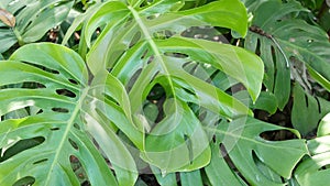 Exotic monstera jungle rainforest tropical atmosphere. Fresh juicy frond leaves, amazon dense overgrown deep forest