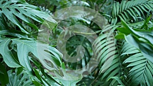 Exotic monstera jungle rainforest tropical atmosphere. Fresh juicy frond leaves, amazon dense overgrown deep forest