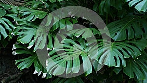 Exotic monstera jungle rainforest tropical atmosphere. Fresh juicy frond leaves, amazon dense overgrown deep forest