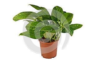 Exotic `Monstera Pinnatipartita` houseplant with young leaves without fenestration on white background photo