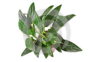 Exotic `Monstera Standleyana` houseplant with white variagated leaves in pot on white background