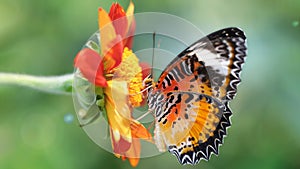 Exotic multicolored butterfly looking for pollen on a flower, macro photography of this elegant and delicate Lepidoptera