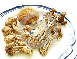 Exotic mushrooms, dried chinese foodstuff