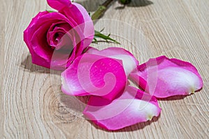 exotic and natural beauty of dark pink rose macro closeup