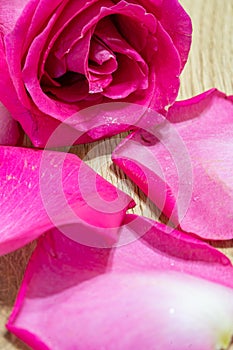 exotic and natural beauty of dark pink rose macro closeup