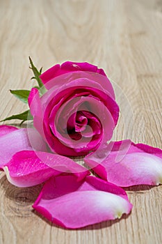 exotic and natural beauty of dark pink rose macro closeup