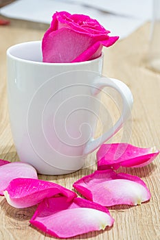 exotic and natural beauty of dark pink rose macro closeup