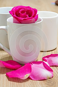 exotic and natural beauty of dark pink rose macro closeup