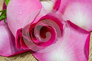 exotic and natural beauty of dark pink rose macro closeup