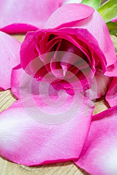 exotic and natural beauty of dark pink rose macro closeup