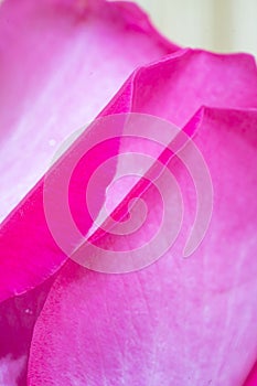 exotic and natural beauty of dark pink rose macro closeup