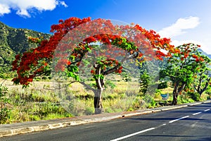 Exotic nature of tropical island Mauritius. Red flowers blooming tree Flamboyant