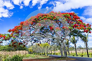 Exotic nature of tropical island Mauritius. Red flowers blooming tree Flamboyant