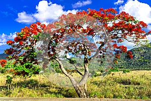 Exotic blooming flame tree Flamboyant