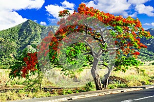 Exotic blooming flame tree Flamboyant