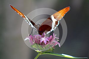 Exotic orange Butterfly on a pink flower