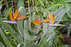 Exotic orange flower - bird of paradise strelitzia flower