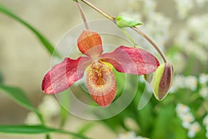 Exotic orchid floew closeup