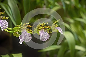 Exotic orchid flowers
