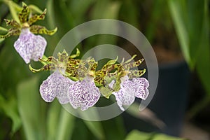 Exotic orchid flowers: Zygopetalum Mackayi