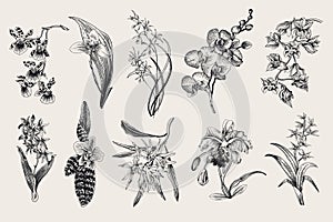 Exotic orchid set. Botanical vector vintage illustration.