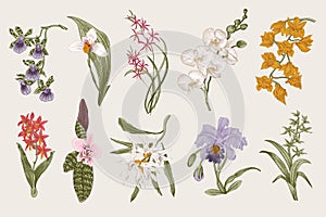 Exotic orchid set. Botanical vector vintage illustration.