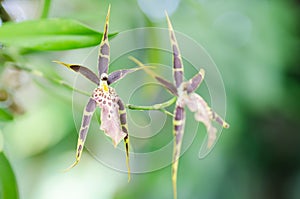 Exotic orchids flower in Thailand