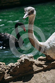 Exotic ostrich emu bird on a summer day. A black swan in the background in a lake.