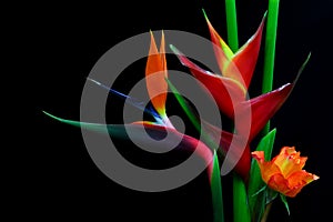 Exotic pair of bird of paradise and heliconia flowers with black background photo