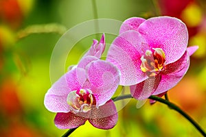 Exotic pair of phalaenopsis blume orchids in a green house 