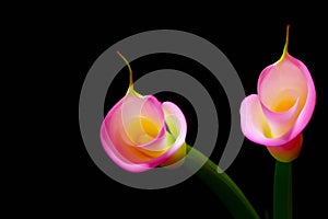 Exotic pair of soft and creamy pink calla lilies presented on black background