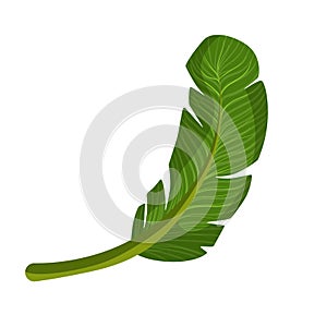 Exotic palm green leaf. Colorful cartoon vector Illustration