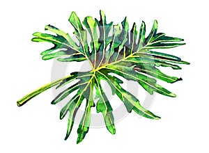 Exotic palm leaf