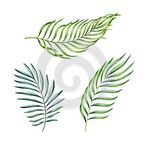 Exotic palm leaf watercolor set. Hand drawn green tropical foliage elemnts. Lush palm leaves jungle set.