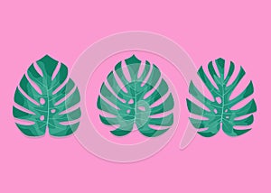 Exotic palm leaves. Monstera leaves on millenial pink background. Three different monstera leaves