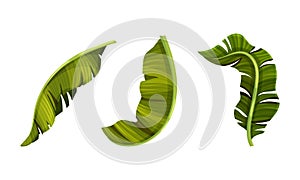 Exotic palm leaves set. Decorative tropical jungle foliage vector illustration