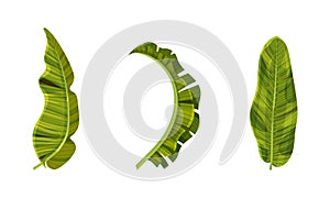Exotic palm leaves set. Green jungle plants, decorative tropical foliage vector illustration